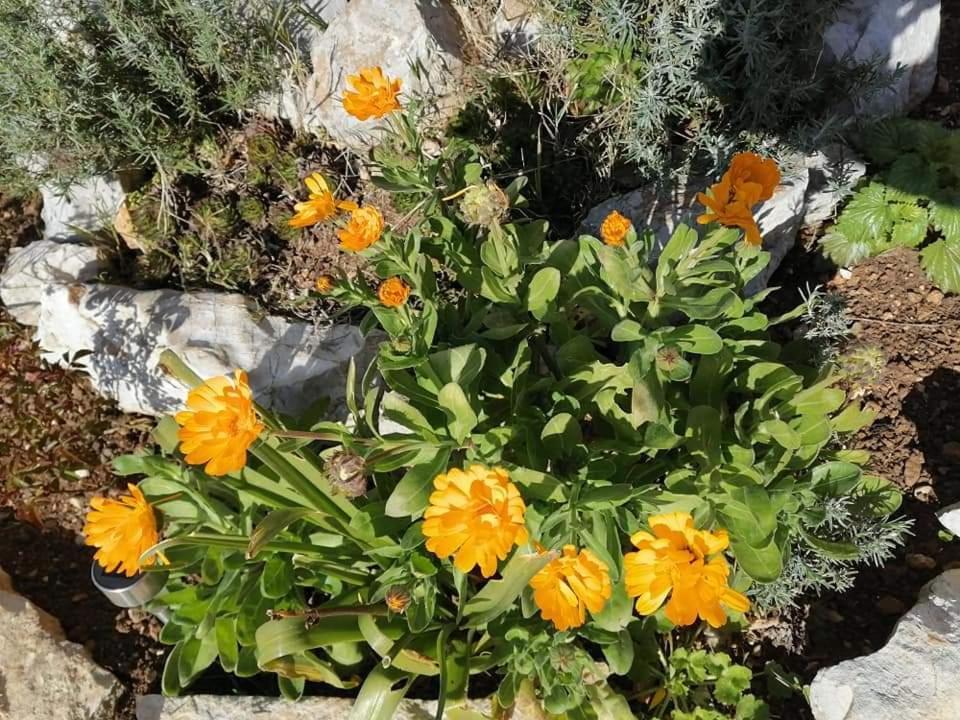Dairos Daire Mali Lošinj Dış mekan fotoğraf